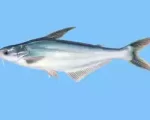 Peixe Panga n&atilde;o faz mal, mas requer cuidados no preparo