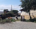 Poda e corte de árvores é realizada em vários bairros da cidade