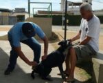 Vacinação de cães e gatos em Divinópolis somente na zona rural
