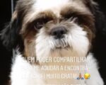 Cachorro desaparecido na região do Manoel Valinhas