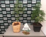 PM apreende dois pés de maconha com casal denunciado por tráfico