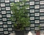 PM prende homem e apreende pés de maconha