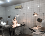 Mutirão do Crevisa prevê 800 castrações