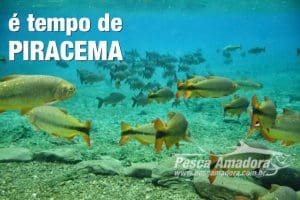 Conhe&ccedil;a as restri&ccedil;&otilde;es para o per&iacute;odo do defeso para pesca