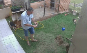 Blog Jorge Neto: Tonho da dedetização