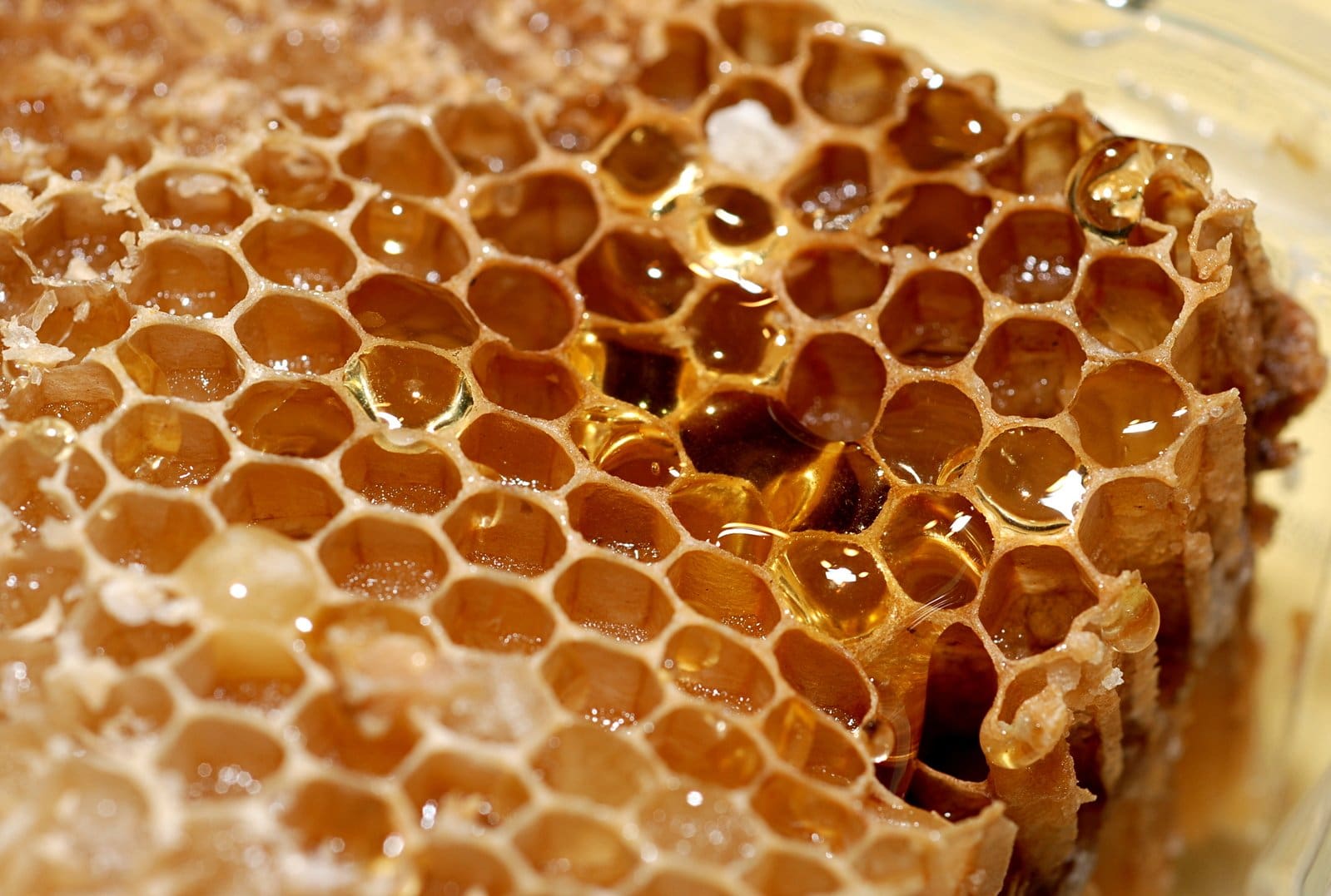 Rascunhos da Vida: Esprema os favos, mesmo com medo das abelhas!