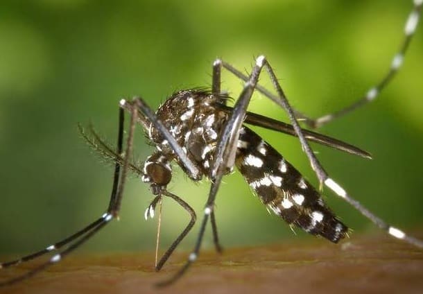 Minas confirma primeira morte por dengue em 2022; veja os casos na região Centro-Oeste