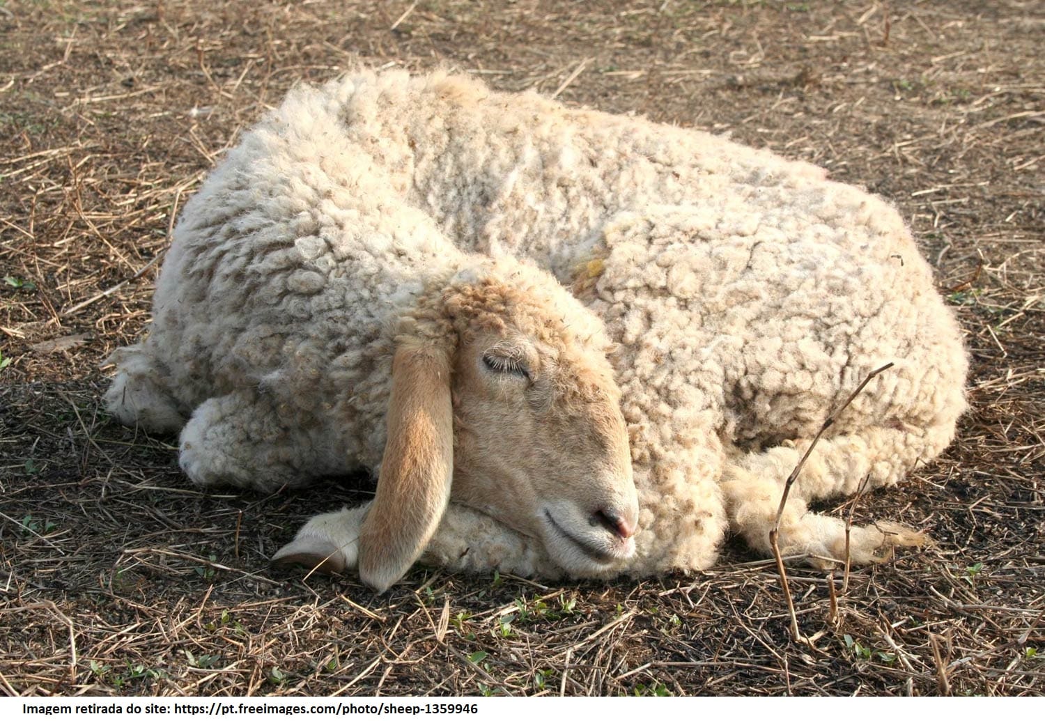 Rascunhos da Vida: A porta das ovelhas