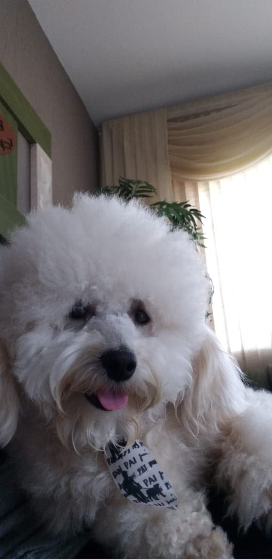 Rascunhos da Vida: Cada cachorrinho escolhe sua casa