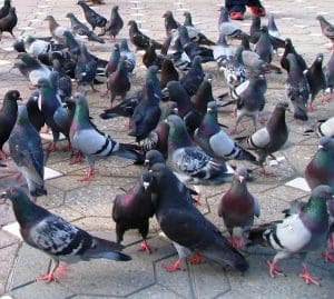 Rascunhos da Vida: Sejamos pombas
