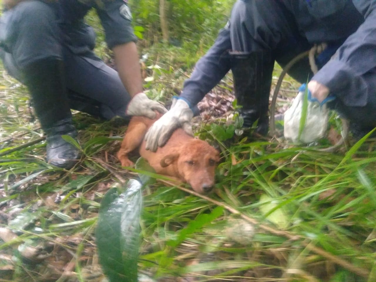 Divinópolis: Bombeiros resgatam cão que caiu dentro de cisterna