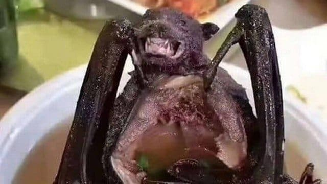 Capturado mais um morcego com vírus da raiva