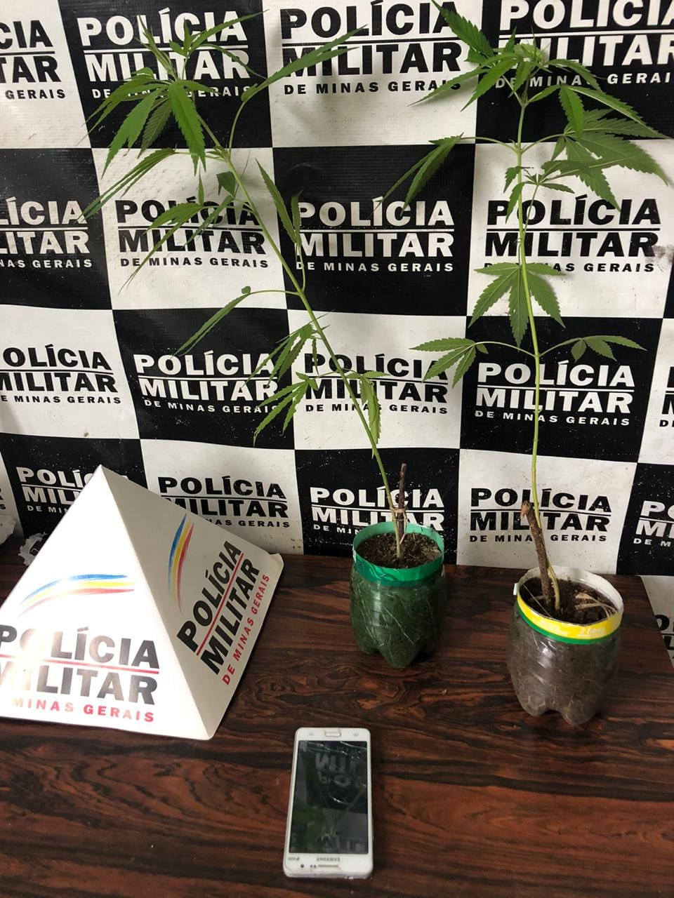 Em Divinópolis mulher é presa vendendo mudas de maconha no whatsApp