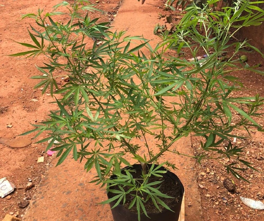 #0001 – Venda de pé de maconha pelo Whats, novidades no pré carnaval de Divinópolis e outras