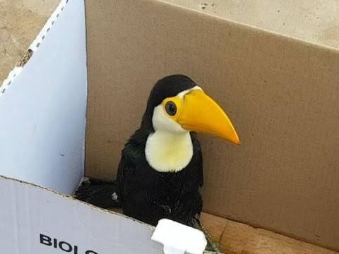 Militares resgatam tucano filhote no São José