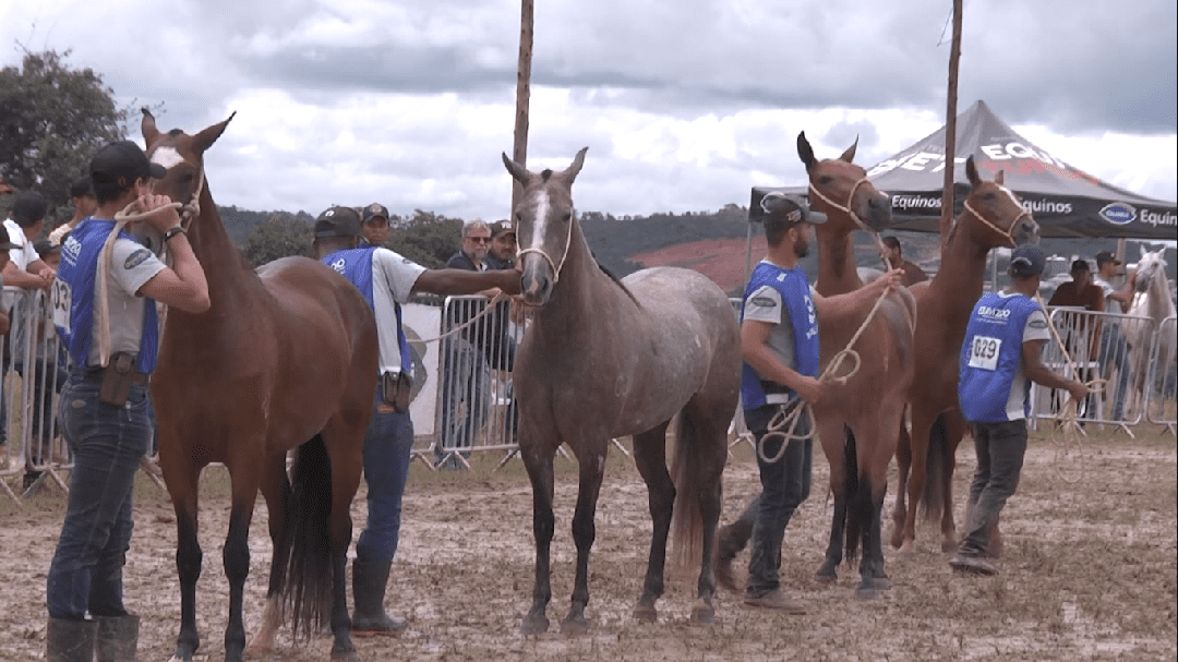 Exposição de inéditos traz diversos cavalos mangalarga marchador para competição em Divinópolis