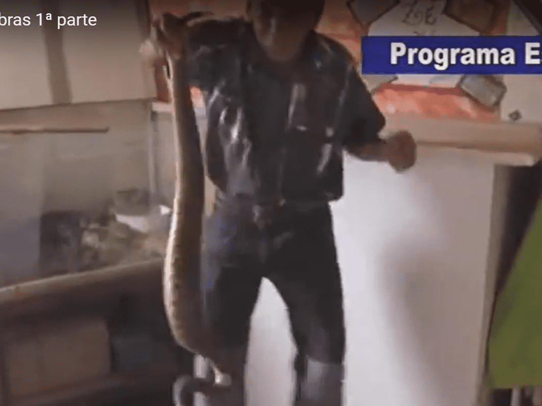 O homem que pega cascavel com as mãos
