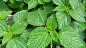 Blog Jorge Neto: Descobriram uma planta que previne o Coronavirus