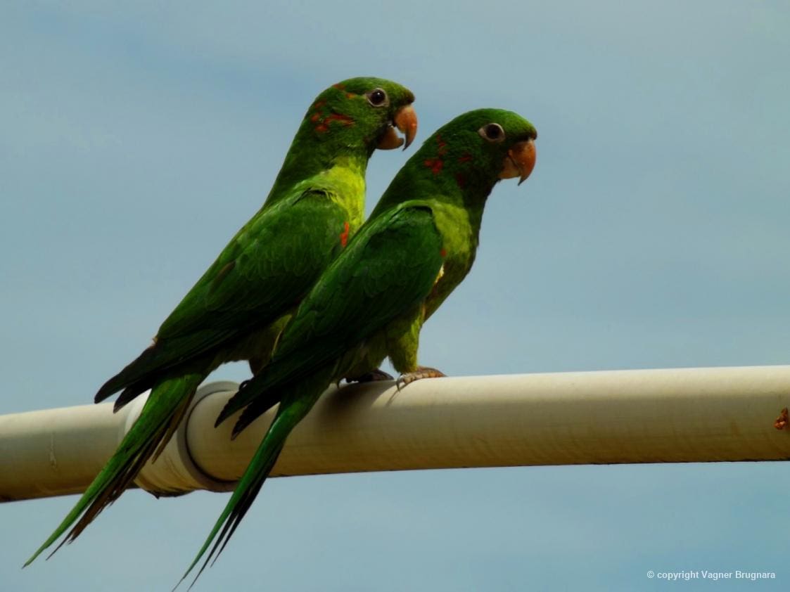 PM salva animais silvestres em Divinópolis e autor leva grande multa