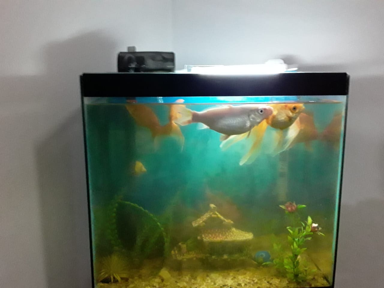 Rascunhos da Vida: Sou Aquarista, mas queria ser Pecuarista