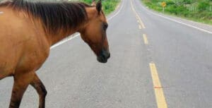 Motociclista acerta cavalo em cheio e morre, na BR-262, em Nova Serrana