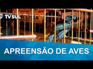 Homens s&atilde;o presos transportando p&aacute;ssaros silvestres na BR-146