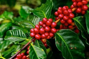 Sebrae leva jornada de marketing digital para associa&ccedil;&otilde;es de Indica&ccedil;&otilde;es Geogr&aacute;ficas Cafeeiras