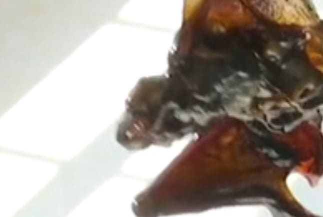 Morcego morto é encontrado dentro de pote de molho que era consumido há três meses