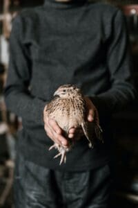 Rascunhos da Vida: As Codornas…
