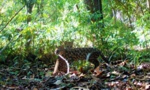Leopardus selvagem raro &eacute; fotografado na Fazenda Maced&ocirc;nia, em Ipaba