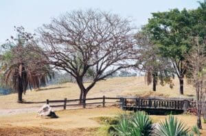 Rascunhos da Vida: A árvore não muda.