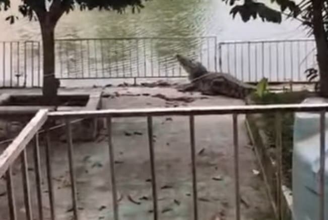 Crocodilos invadem cidade após enchente e assusta moradores
