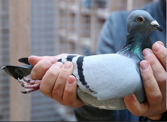 Pombo correio é arrematado em leilão por quase 10 milhões de reais