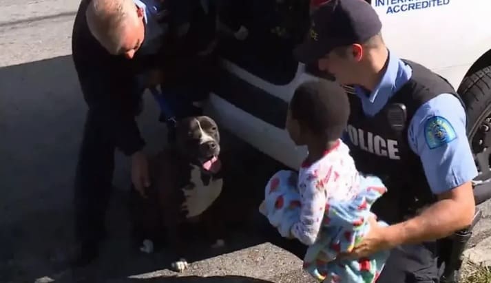 Cachorro Pitbull protege criança perdida até a chegada dos pais