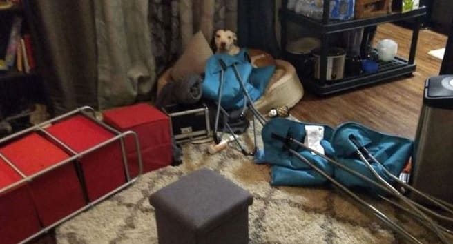 Cachorra ansiosa destrói casa enquanto os donos estavam fora de casa