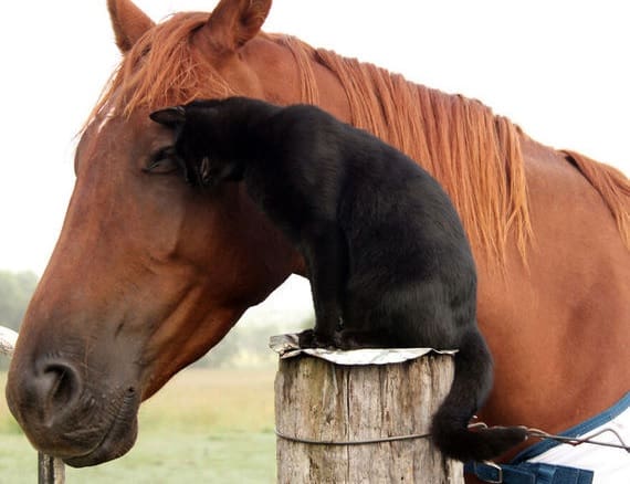 Gato e cavalo se transformam em amigos inseparáveis
