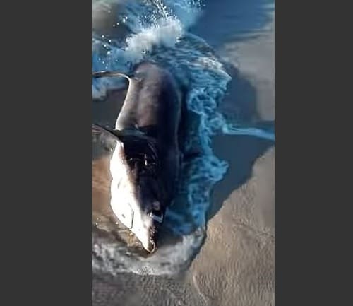 Tubarão perde briga por espaço e acaba morto em praia