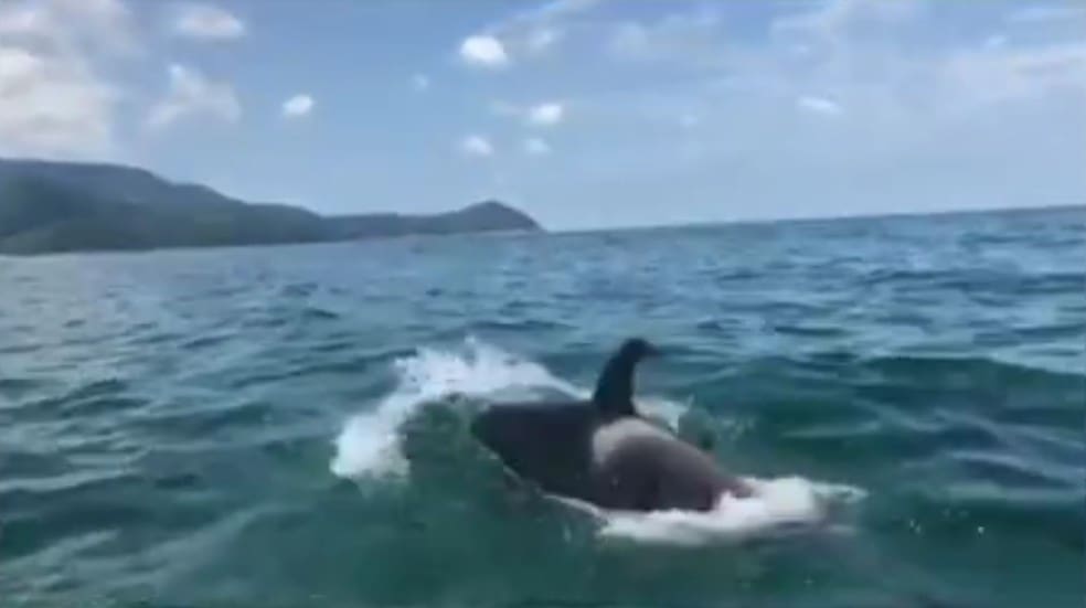 Turista avistam baleias Orcas na ilha grande, em Angra dos Reis