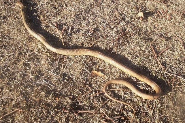 Serpente extremamente venenosa é encontrada em quarto de criança