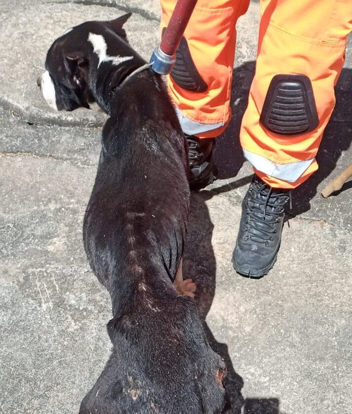 PM apreende drogas e com apoio dos Bombeiros resgata cachorro que sofria maus tratos