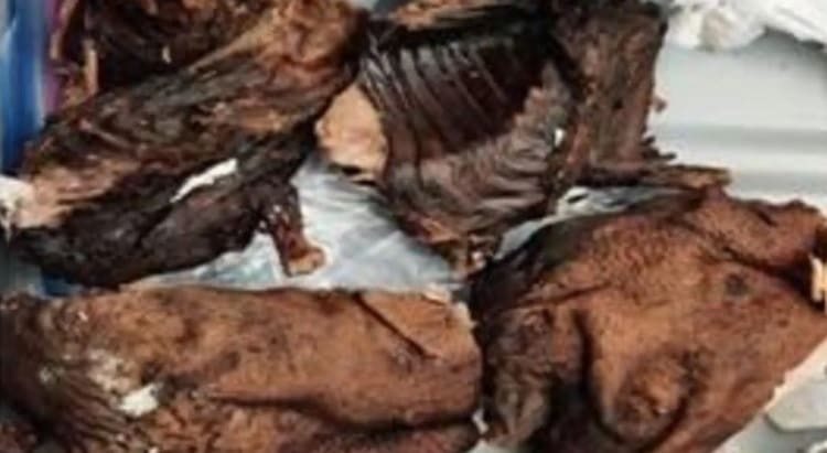 Passageiro é detido no aeroporto com quase 4 Kg de carne de caça