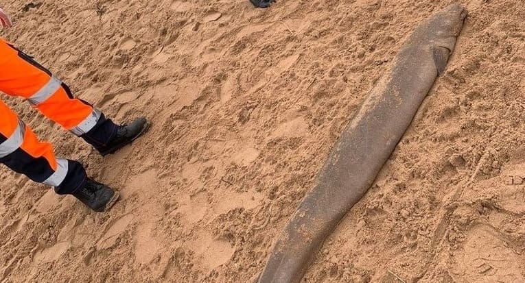 Enguia gigante é encontrada na praia e fato assusta os turistas