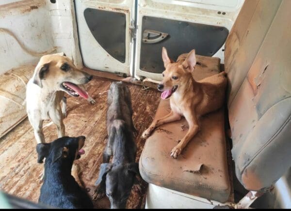 PC resgata sete cães em situação de abandono e maus tratos