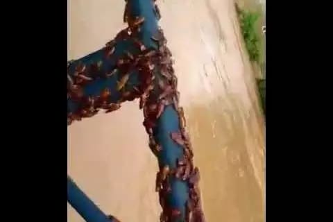 Muriaé sofre “invasão” de baratas após temporal; veja vídeo