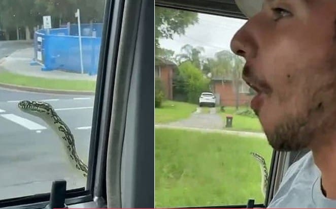 Casal é surpreendido com cobra na janela do carro enquanto passeavam