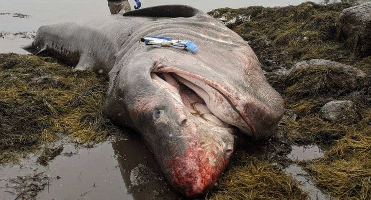 Carcaça de um dos maiores peixes do mundo é encontrada na praia