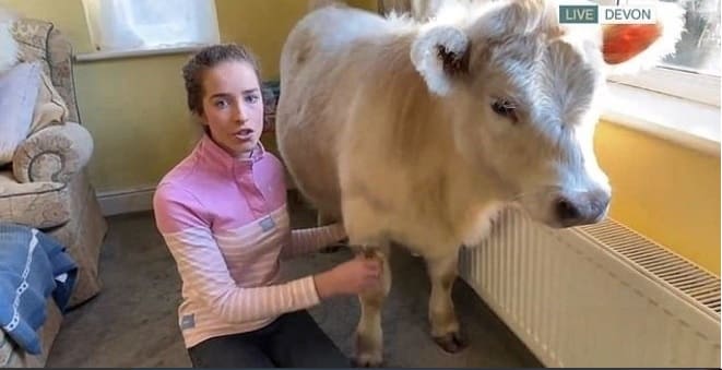 Família adota vaca rejeitada pela mãe e afirma que animal é fã de TV