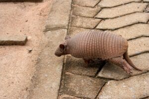 Rascunhos da Vida: O louco do Tatu correu atrás de…