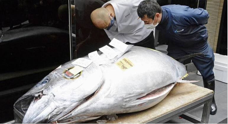 Peixe é leiloado por mais de 1 milhão de reais