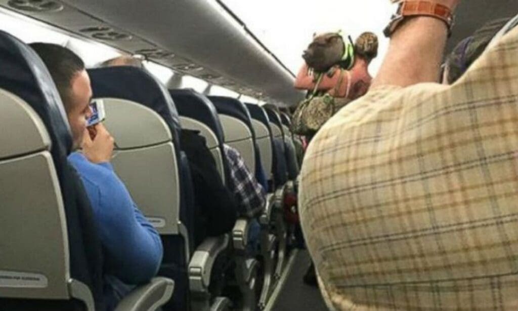 Oinc oinc! Mulher é expulsa de avião após embarcar com porco de estimação